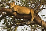 Trre - climbing lion - 1 copy