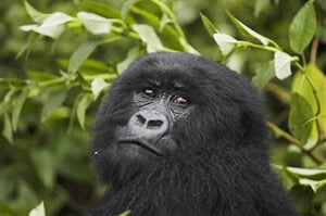 Trek za šimpanzi a horskými gorilami v Ugandě - 9 dní