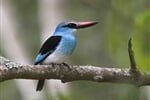 Blue breasted kingfisher - 1 copy