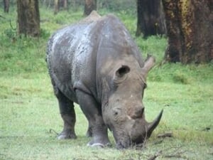 Panenské safari ve východní Tanzanii s pobytem u Indického oceánu - 12 dní