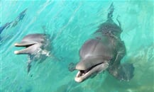 swim with dolphins