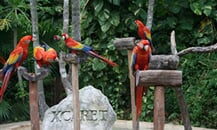 the magic world of xcaret
