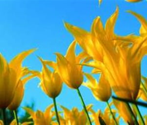 Květinové korzo a světoznámá výstava Floriade