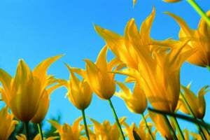 Květinové korzo a světoznámá výstava Floriade