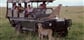 Divoké safari