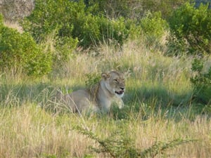 Budget Camping Kruger Safari - 8 dní