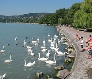 BALATON NA KOLE