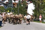 Slavnosti shánění stád a Oktoberfest