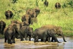 Elephants At Uda Walawe National Park