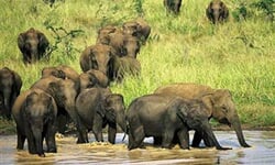 Elephants At Uda Walawe National Park