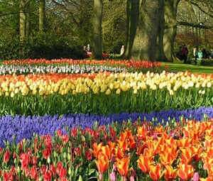 Keukenhof