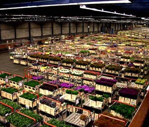 Aalsmeer