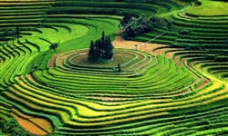 terraced - fields - vietnam 11388 600x450