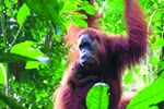 Pohodová Malajsie + Borneo a Brunej