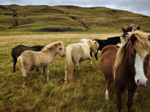 1127_island_kostka (7)