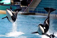 Marineland a delfíní laguna (ZÁJ)