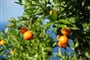 Mallorca - Naranjas d jardin Michael Douglas xxx.JPG