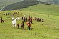 Pohodový týden - Rumunsko - Maramureš, Rodna a kostelíky UNESCO