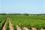 Francie - Languedoc - všude vinice a výborné víno, obzvlášť to růžové