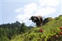 Zillertal - Bella Montana ***