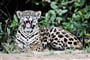 Expedice Jagu�r s Petrem Slav�kem / Pantanal - Braz�lie