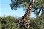 Camping Safari v Krugerově národním parku - 8 dní