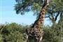 Camping Safari v Krugerově národním parku - 8 dní