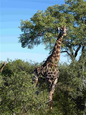 Camping Kruger Safari - 8 dní