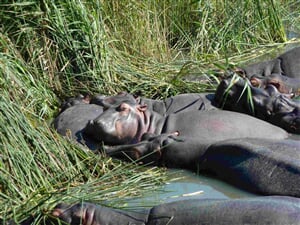 Camping Kruger Safari s návštěvou Svazijska – 11 dní