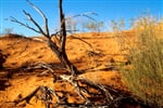 Australie_poust_strom