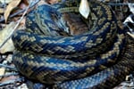 Australie_Queensland_hinchinbrook_krajta