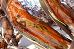 Australie_snezny_eukaliptus