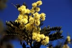 Australie_Victoria_kvet_croajingolong_kapinice
