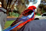 Australie_Victoria_papousek_prom_rosela