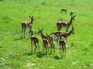 Antilopy v NR Masai Mara