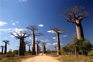 Madagaskar