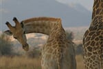 Masai Mara
