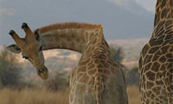 Masai Mara