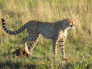 Luxusní Masai Mara Safari v Keni - 8 dní