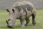 Jezero Baringo, jezero Nakuru a Masai Mara Safari - 8 dní