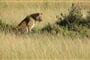Amboseli, jezero Naivasha a Masai Mara Safari - 8 dní