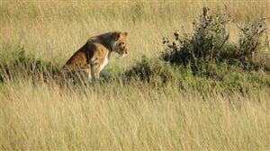 Amboseli, jezero Naivasha a Masai Mara Safari - 8 dní
