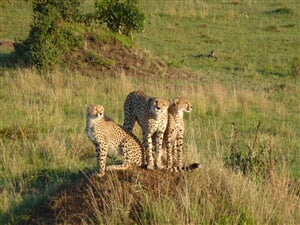 Camping Masai Mara Safari v Keni - 7 dní