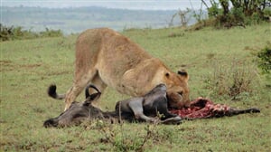 Luxusní Safari v Keni - 8 dní