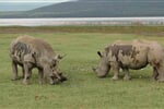 Luxusní Masai Mara Safari s pobytem u oceánu - Severin Sea Lodge 4*