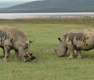 Luxusní Masai Mara Safari s pobytem u oceánu - Severin Sea Lodge 4*