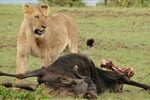 Luxusní Masai Mara Safari s pobytem u oceánu - Bamburi Beach Hotel 3*