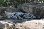 Luxusní Masai Mara Safari s pobytem u oceánu - Pinewood Beach Resort 4*