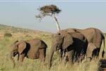 Camping Serengeti a Ngorongoro Safari v Tanzanii - 8 dní