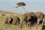 Camping Serengeti a Ngorongoro Safari v Tanzanii - 8 dní